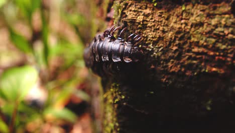 in peru’s rainforest, a millipede crawls slowly across the forest floor through morning humidity.