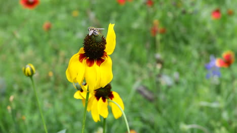 Este-Es-Un-Video-De-Una-Mosca-Imitadora-De-Abeja-En-Una-Flor-Silvestre-Amarilla