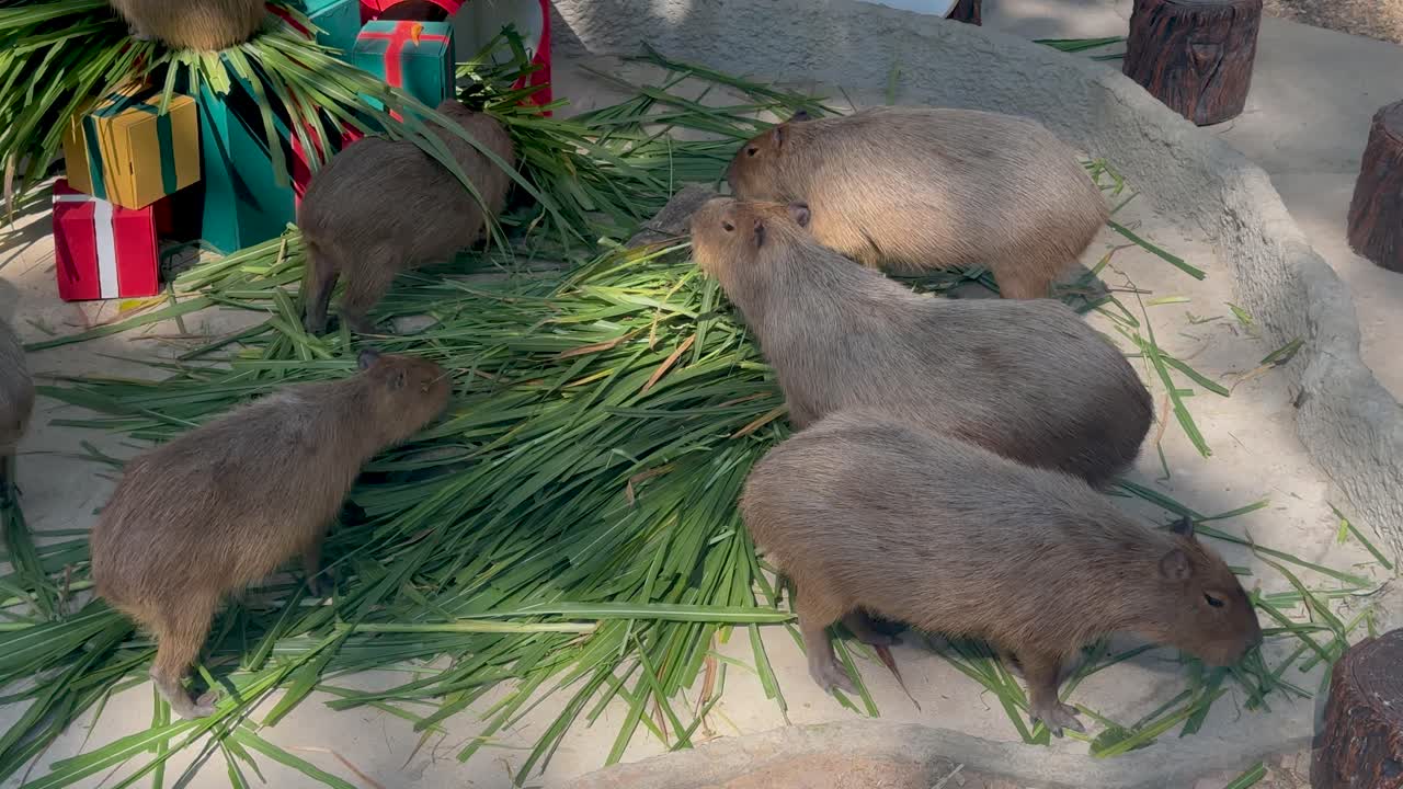 Capybaras enjoying a meal together in Chonburi