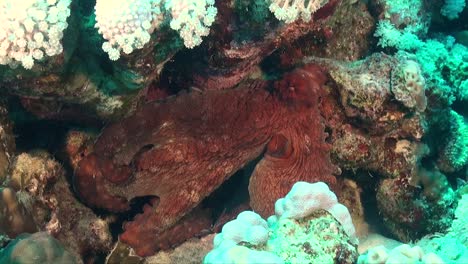 Reef-Octopus-sitting-under-white-soft-corals-on-tropical-coral-reef