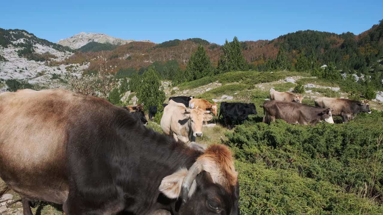 산에서 먹이를 먹는 소