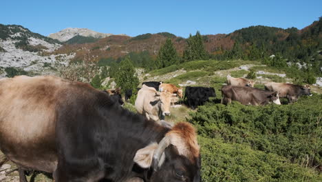 cows in the mountains grazing