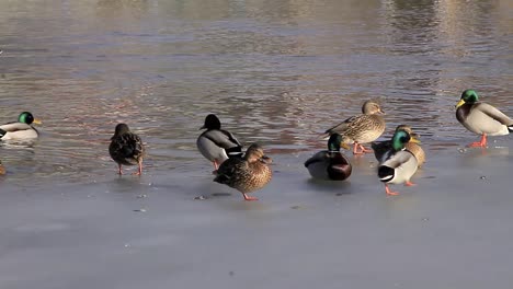 Enten-Im-Wasser-Und-Im-Eis-Im-Park-Im-Winter-Stock-Video-Footage