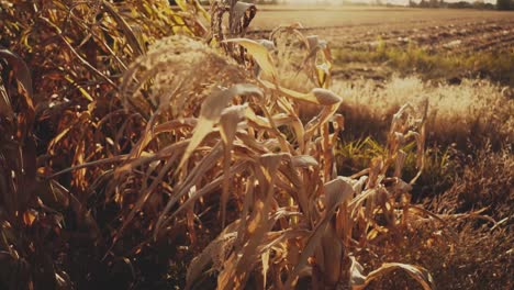 Close-up-shot-of-some-leaves-and-spike-of-a-dry-corn---wheat-waving-in-the-wind