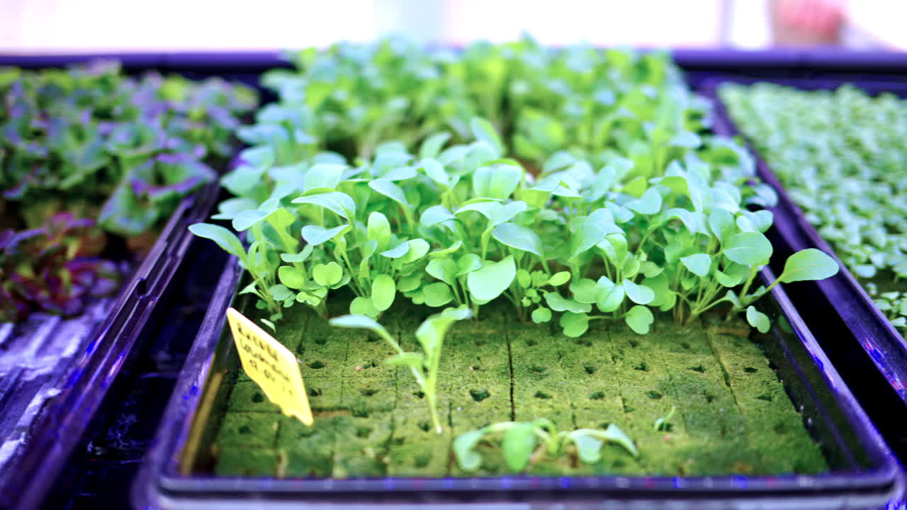Arugula grown with the Hydroponic method in a greenhouse