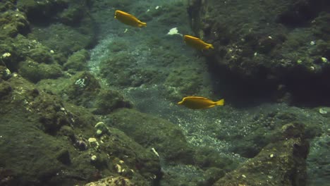 Yellow-tang-tropical-fish-swimming-near-young-coral-reef-growing-on-lava,-Hawaii