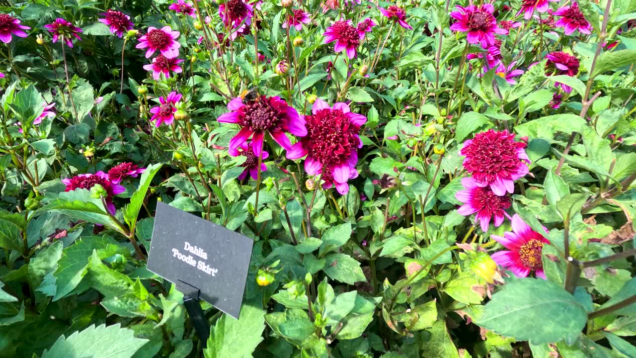 Magenta Dahlia Poodle Skirt flowers sway in sunlight beside plant identification sign in garden