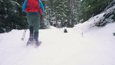 low angle snowshoeing a logging road on vancouver island, canada