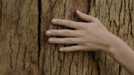 nature woman hand touching tree caressing bark feeling natural texture in forest woods environment conservation concept