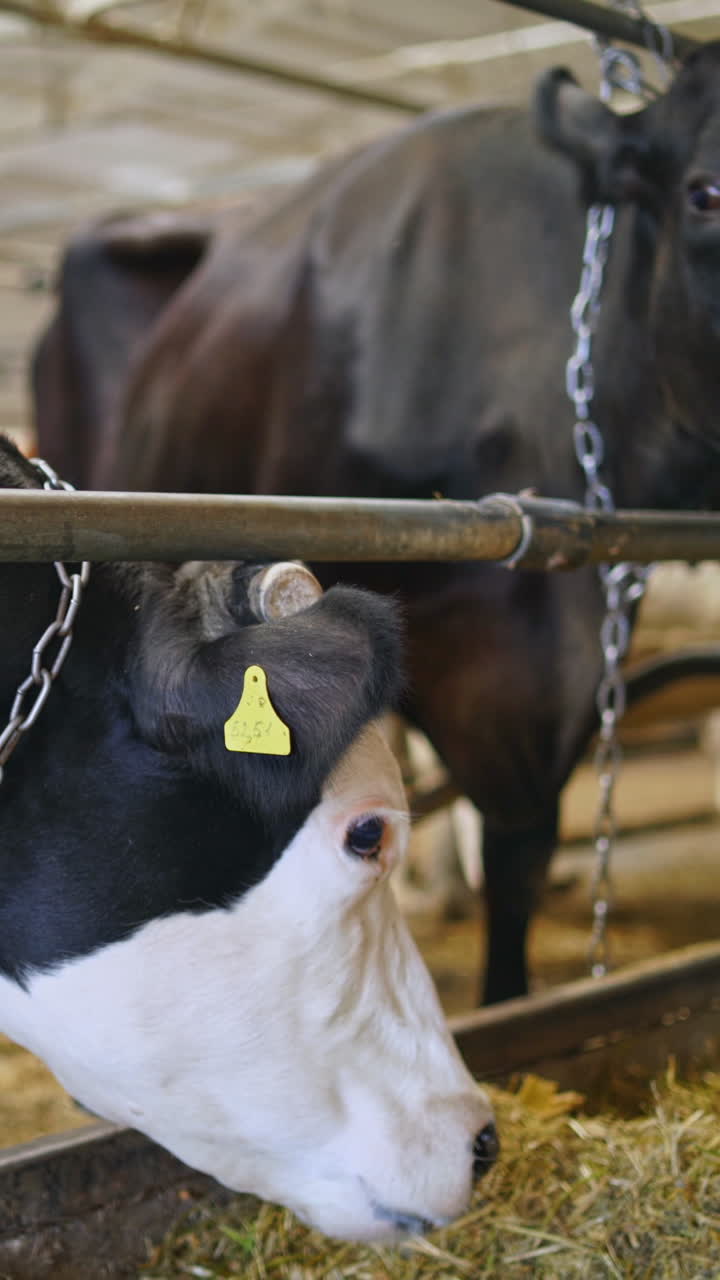 Black and white cow in a dairy farm. Milk cows inside a cowshed. Farming concept of a livestock. Vertical video