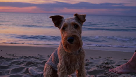 terrier dog enjoying a sunset on the beach