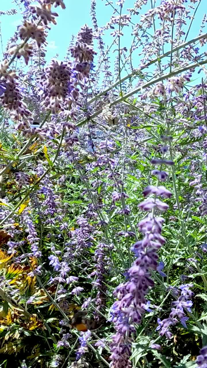 el colibrí vuela entre las vibrantes flores púrpuras