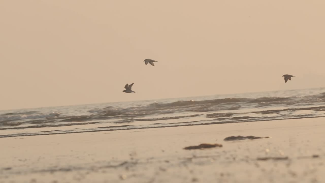 작은 켄티시 물떼새가 모래사장 슬로모션에 착륙하는 일몰 때 바다 파도 위를 날고 있다
