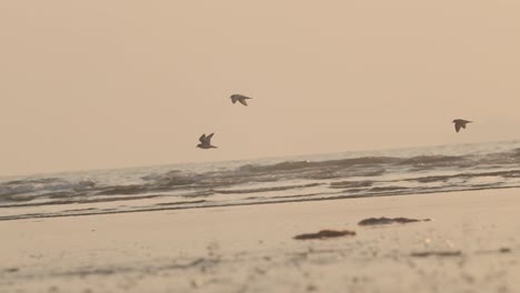 pequeños pájaros chorlito patinegro volando sobre las olas del mar al atardecer aterrizando en la playa de arena a cámara lenta