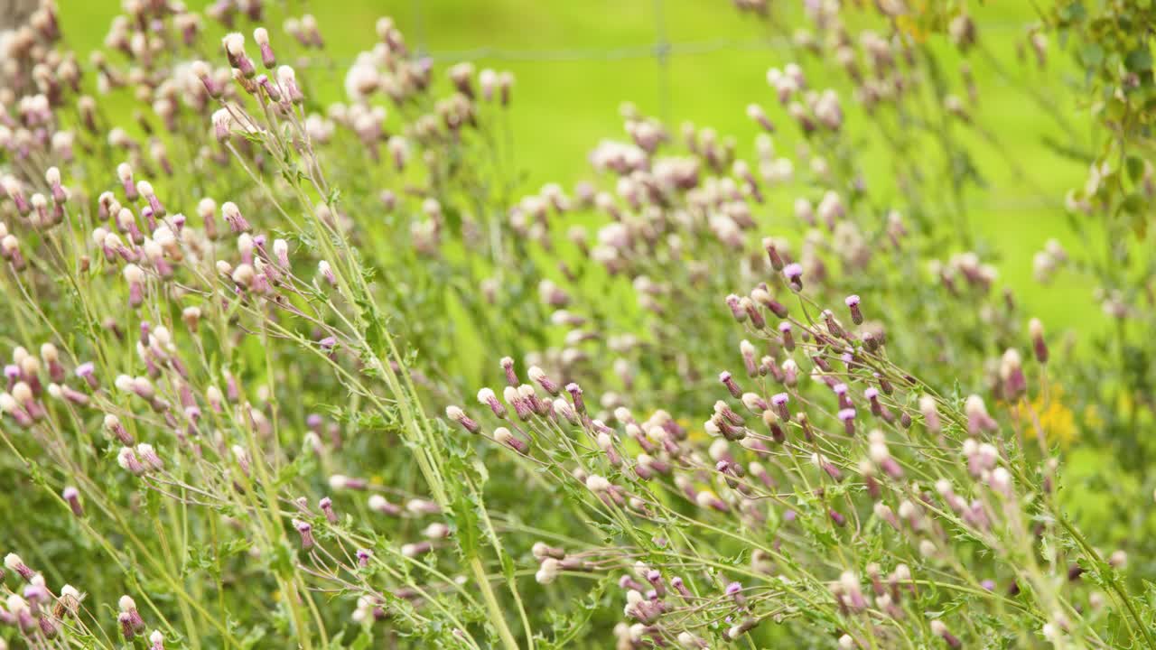 Close-up thistle flowers gently moving in bright daylight, lush green meadow, soft camera pan