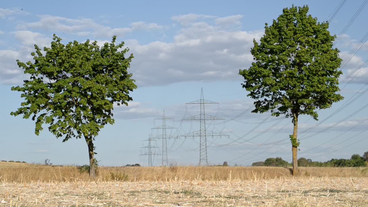 두 그루의 푸른 나무와 전봇대가 배경에 있는 시골길을 따라 반대 방향으로 이동하는 자동차