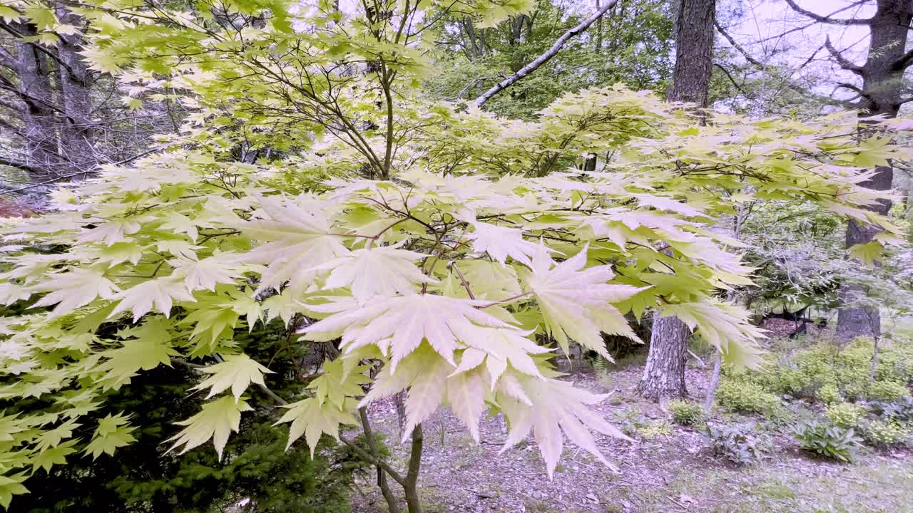 acer palmatum elegans panorámica hacia abajo