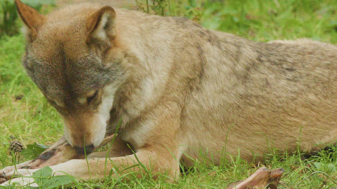 A European wolf lies on green grass, intently chewing a bone in natural daylight. The camera remains steady with a medium close-up perspective