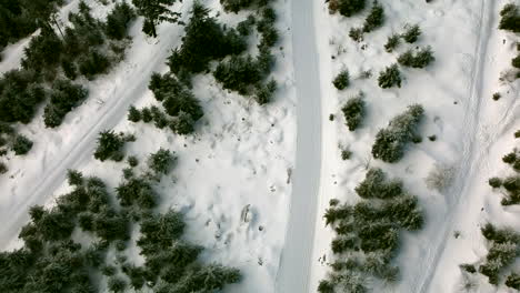 aerial view of a snowy hiking trail in a winter wonderland with a lot of pine trees, black forest, germany