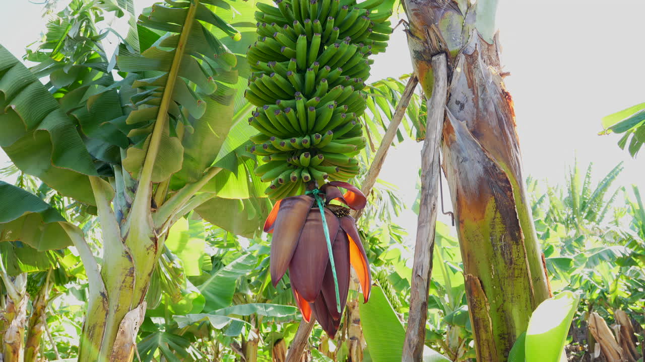 Green bunch of bananas growing on a tree in a sunny plantation on the Canary Islands