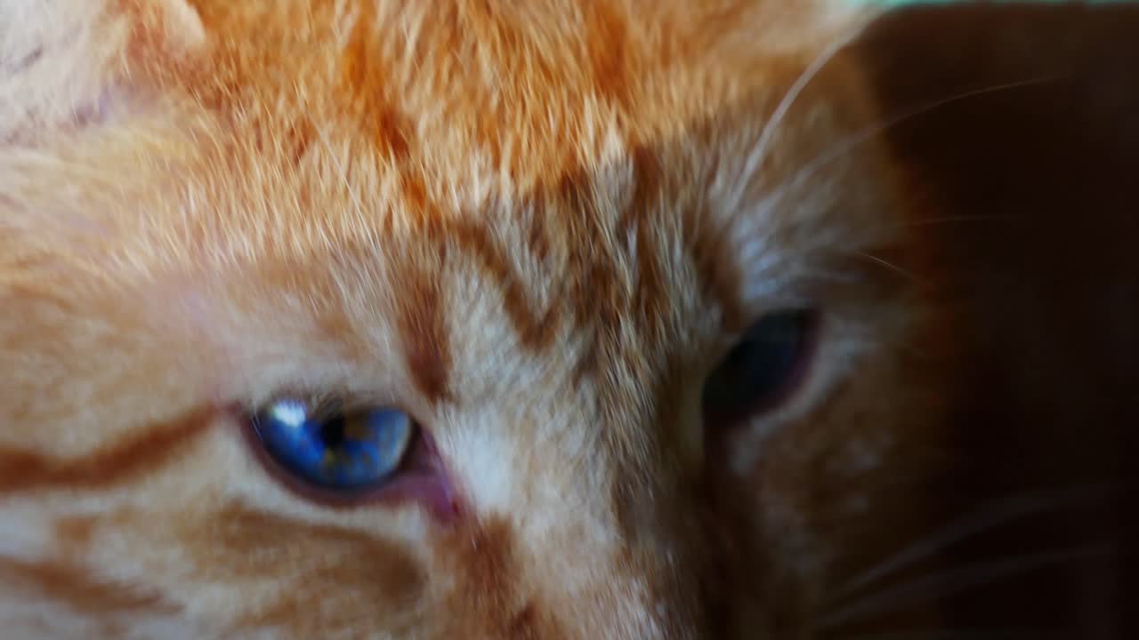 gato naranja con ojos azules de cerca