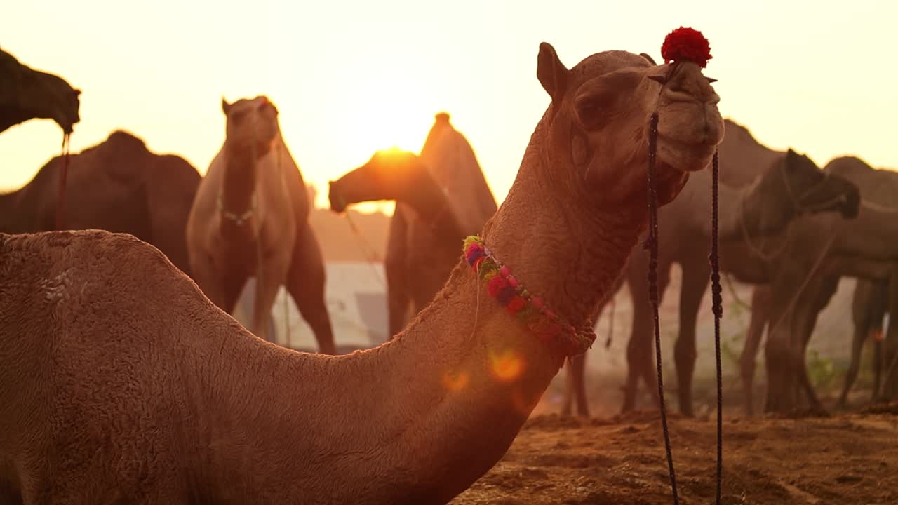 camellos en cámara lenta en la feria de pushkar, también llamada feria de camellos de pushkar o localmente como kartik mela es una feria anual de varios días de ganado y cultural que se celebra en la ciudad de pushkar rajasthan, india.