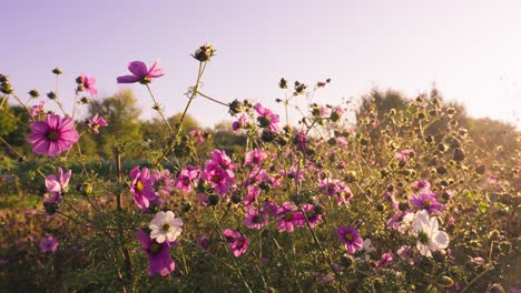 hermoso campo rural de flores rosas bajo la luz del sol al atardecer