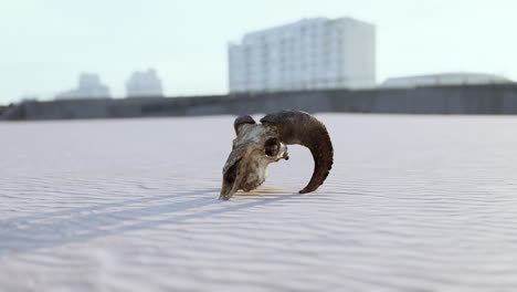 goat skull in the desert near buildings