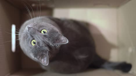 gray cat excited during a game in cardboard box looking up top view.