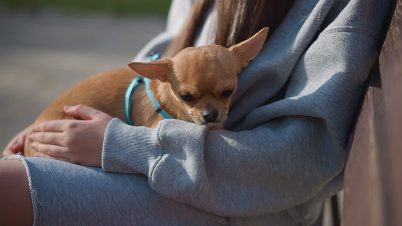 Mascotas tomando el sol, un compañero canino disfruta del cálido sol al aire libre, perros y una mujer disfrutan juntos de la luz del sol en el exterior, varias mascotas y una señora se relajan bajo un cielo despejado