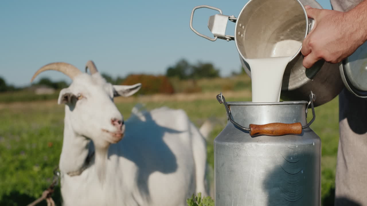 granjero vierte leche de cabra en lata mientras la cabra pasta en el fondo