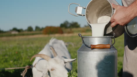 farmer pours goat's milk into can as goat grazes in the background