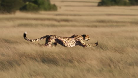 cheetah running in the african savannah