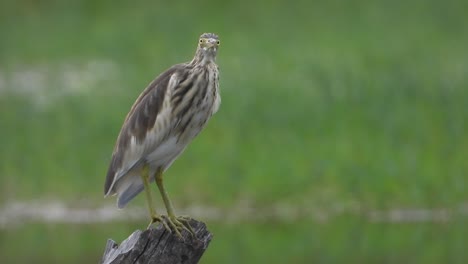 indian heron - pond area - chilling -relaxing