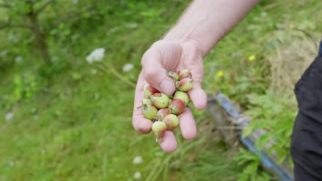 mano sosteniendo pequeñas manzanas podadas, mostrando a la cámara, luego lentamente dejando que caigan al suelo