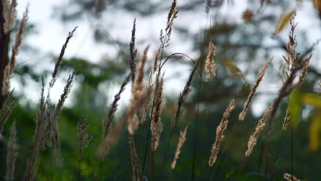las espigas del bosque se balancean en la atmósfera de calma de la meditación. las plantas salvajes crecen.