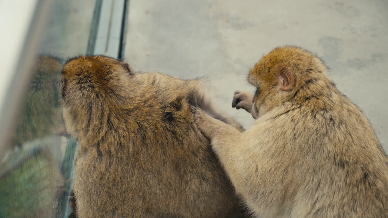 Two Barbary macaques monkeys grooming each other on the Rock of Gibraltar, capturing natural social behavior in a famous wildlife setting