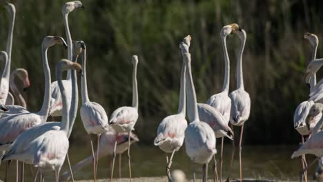 Flamencos-Carmargue-00