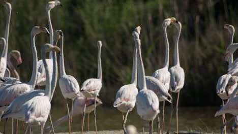 carmargue flamencos 00