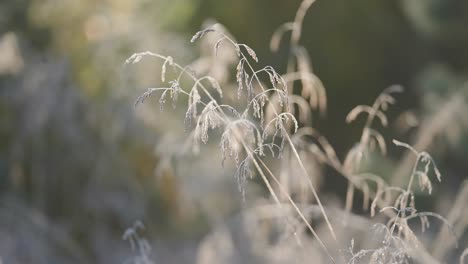 delicate grass covered with thin hoarfrost on a chilly morning