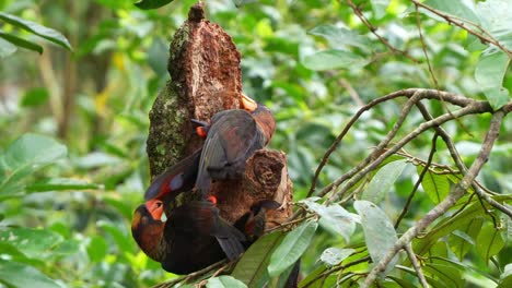 una bandada de loris oscuros se involucra en un comportamiento natural, picoteando la corteza de los árboles para mantener sus picos y cumplir con sus instintos de búsqueda de alimento.