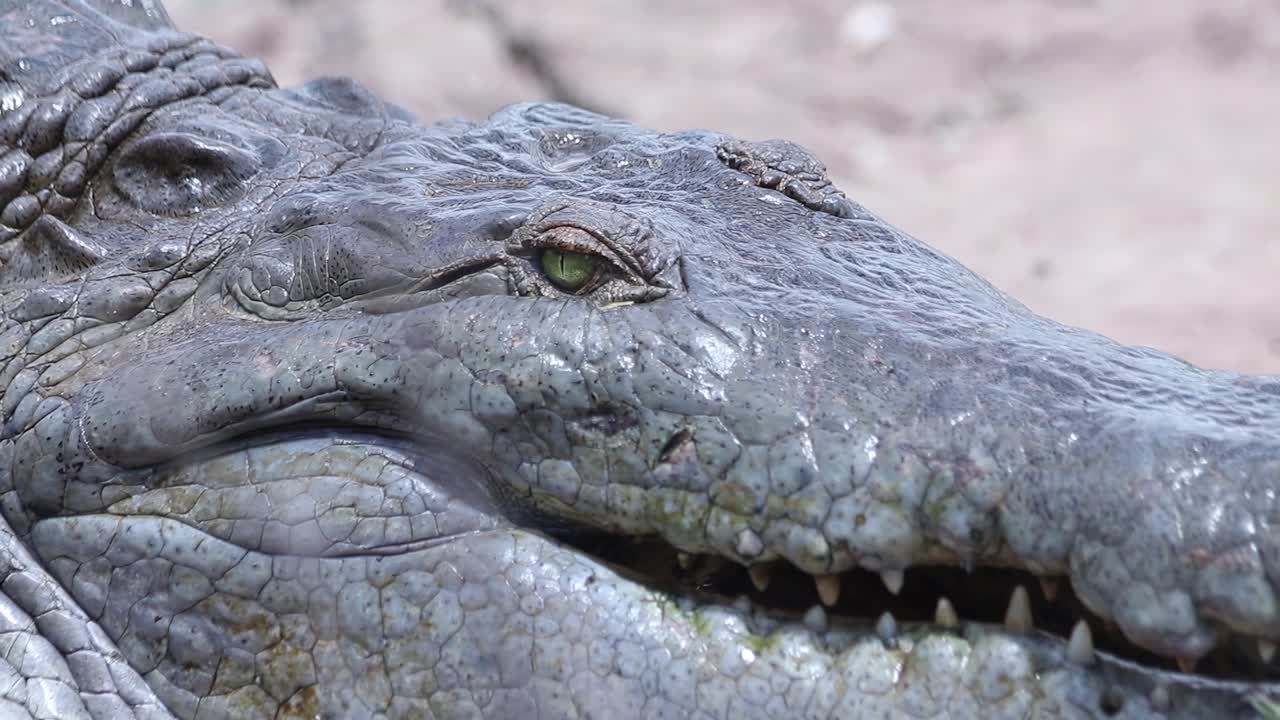 Close up of body and head of a ferocious and prehistoric crocodile standing in shore of river