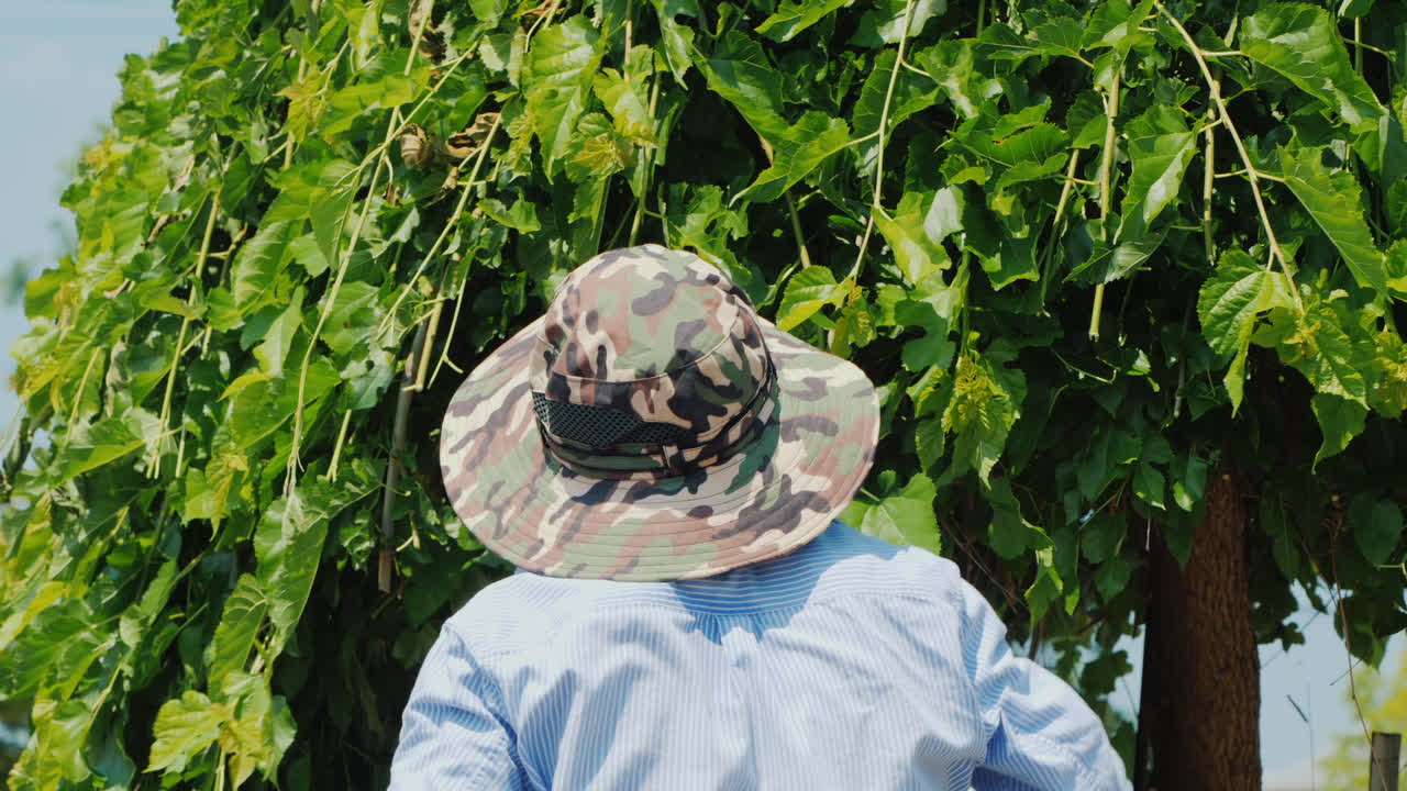 멕시코 정원사가 나뭇가지를 빠르고 능숙하게 자르는 전문 정원 관리