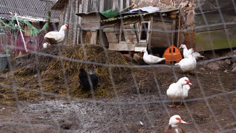 animales de granja en pequeñas granjas rurales detrás de una valla