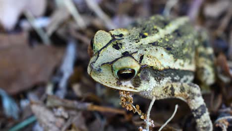 video macro estático del sapo de la costa del golfo incilius valliceps