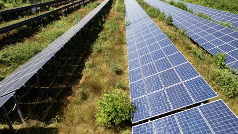 Photovoltaic-panels-overgrown-with-bushes,-aerial-view