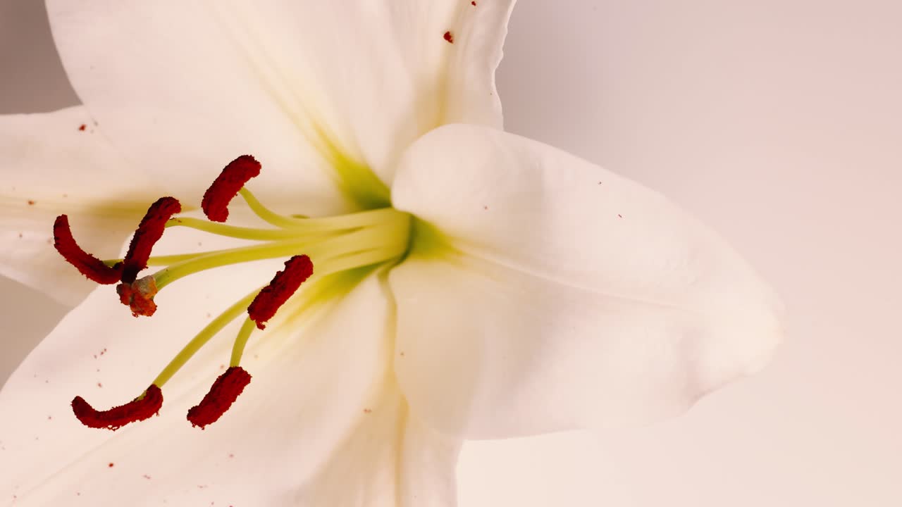 A white lily flower spins gracefully, highlighting its delicate petals and vibrant stamens under soft lighting