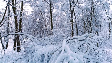 Snowy-branches-in-forest.-Winter-fairy-background