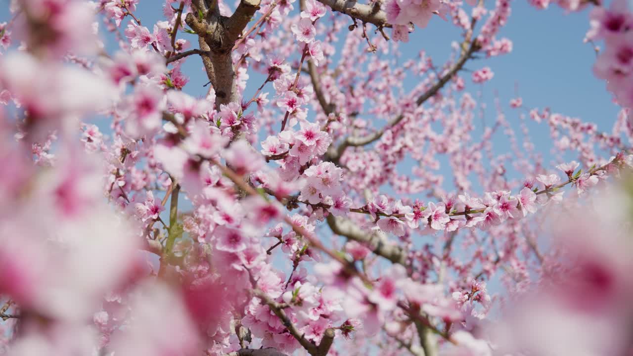 Close up shot of beautiful peach tree flowers blossom on a sunny spring day against blue sky