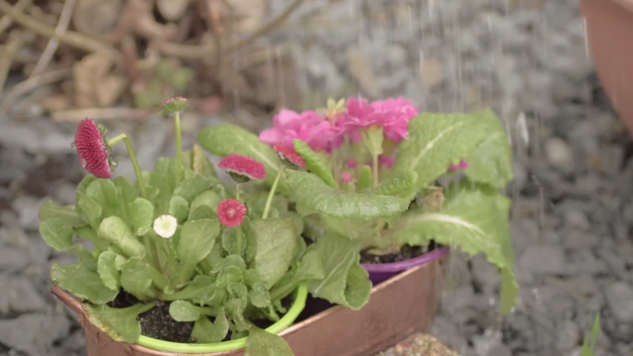 Regando plantas en una maceta de cobre